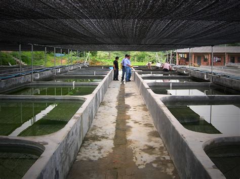 how are fish farmed in china
